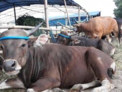 Dinas PPKH Sambas Imbau Masyarakat Teliti Beli Hewan Kurban, Jangan Sampai Sakit