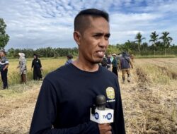 Brigade Pangan Desa Singaraya Siap Wujudkan Indeks Penanaman Padi Setahun Tiga Kali