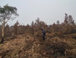 Akibat Karhutla Tanaman Revegetasi di Desa Tri Mandayan Ludes Terbakar