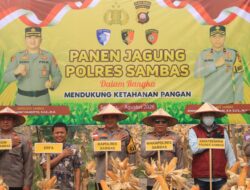 Gelar Panen Jagung Kuartal III di Sungai Baru, Kapolres Sambas Apresiasi Kelompok Tani Janur Kuning