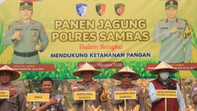 Panen Jagung
